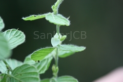 Desmodium pulchellum